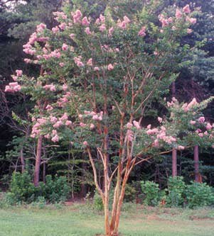 Crepe Myrtle Biloxi (Lagerstroemia) - Ladybird Nursery