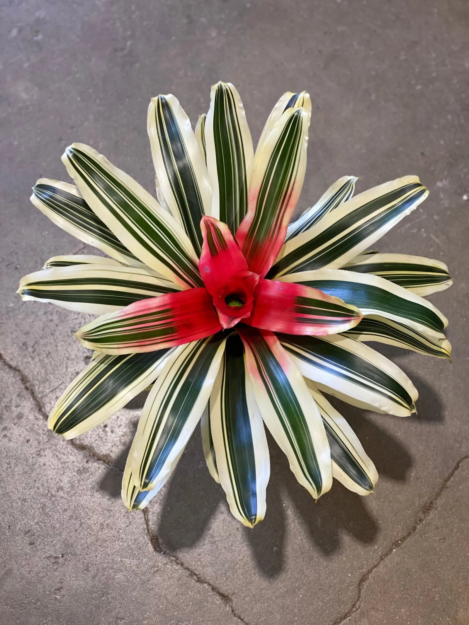 Bromeliad Inferno (Neoregelia) - Ladybird Nursery