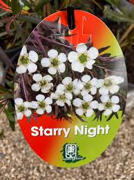 Leptospermum Starry Night (Leptospermum obovatum) - Ladybird Nursery
