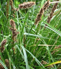 Tall Sedge (Carex appressa)