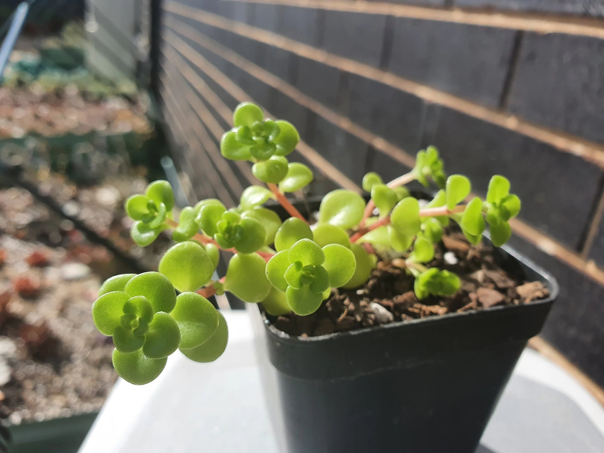 green mound succulent Stonecrop Green Mound Plant – Buy Now! – Ladybird Nursery