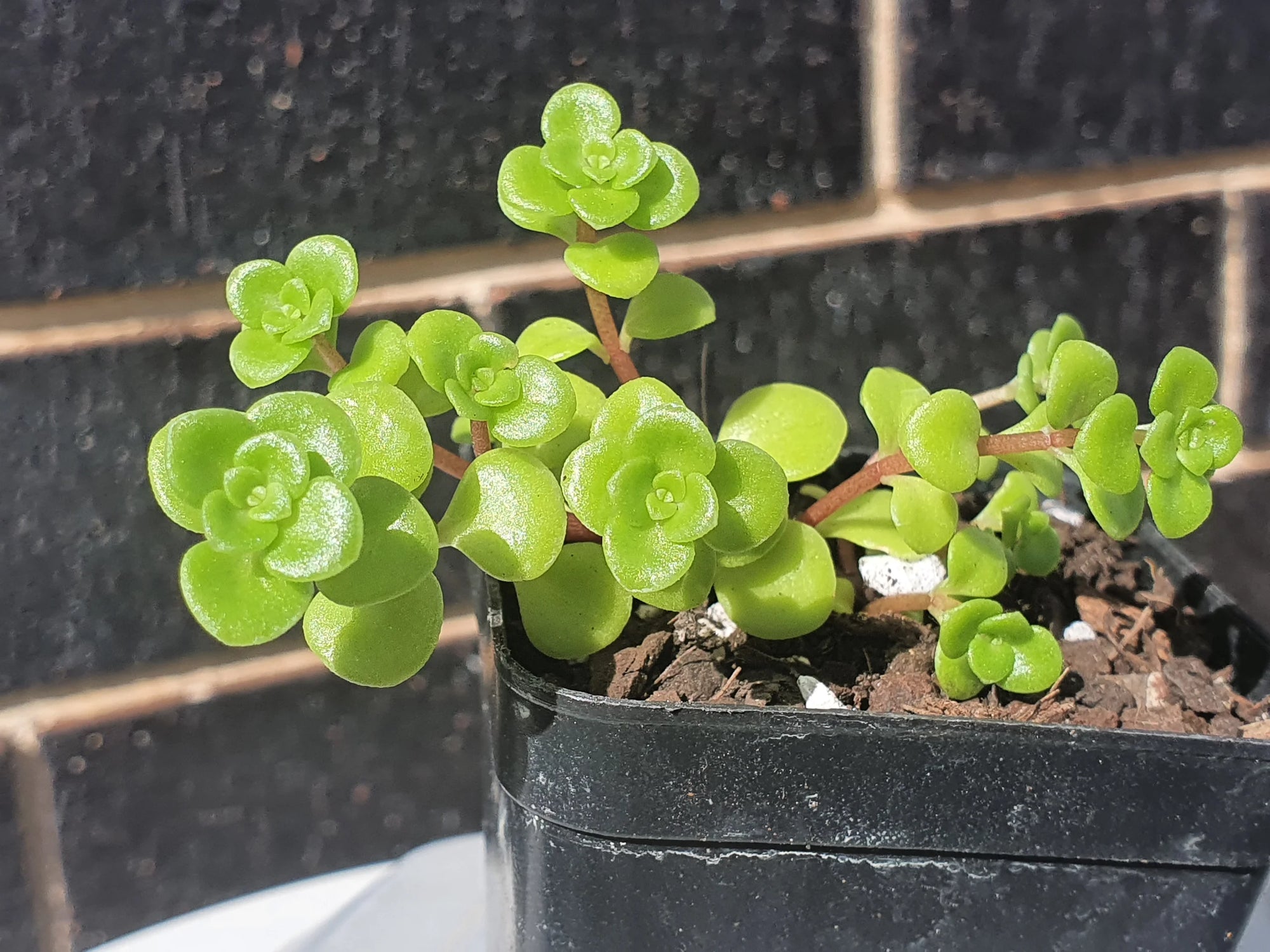Stonecrop Green Mound (Sedum) - Ladybird Nursery