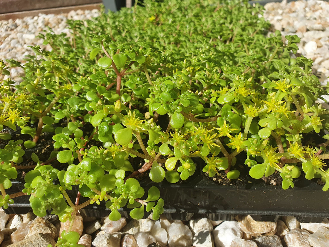 green mound succulent Stonecrop Green Mound Plant – Buy Now! – Ladybird Nursery