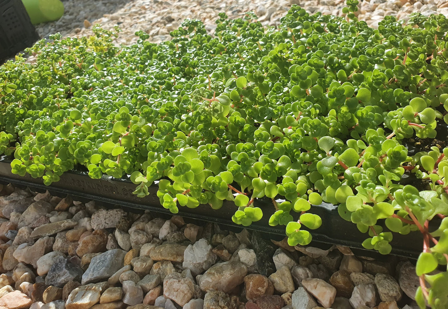 Stonecrop Green Mound (Sedum)