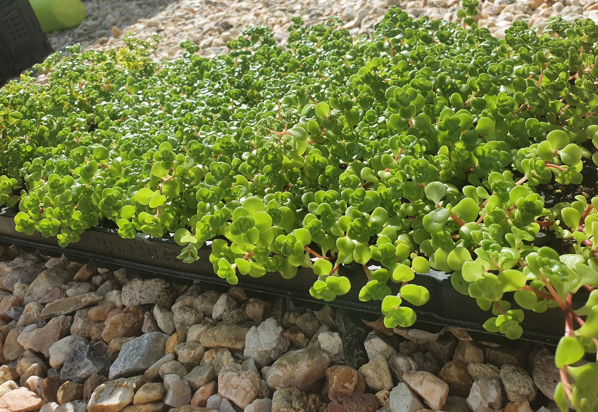 Stonecrop Green Mound (Sedum) - Ladybird Nursery