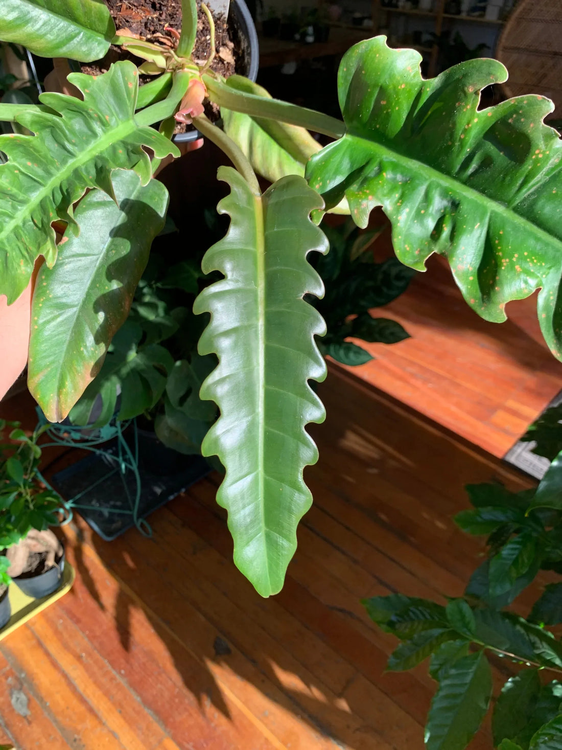 Philodendron Narrow Tiger Tooth - Ladybird Nursery