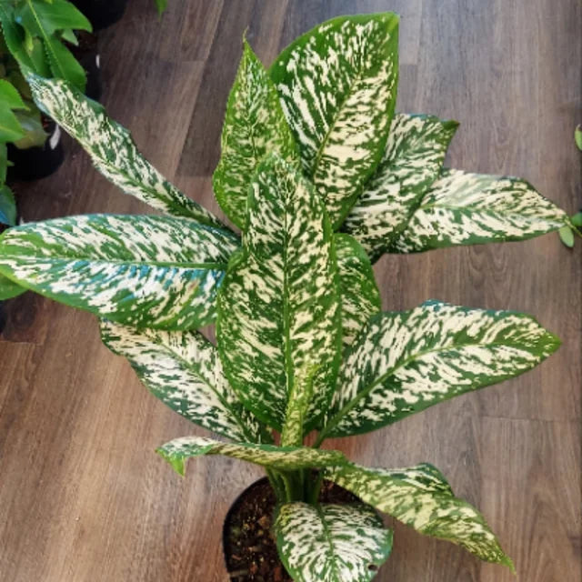 Dieffenbachia Etna