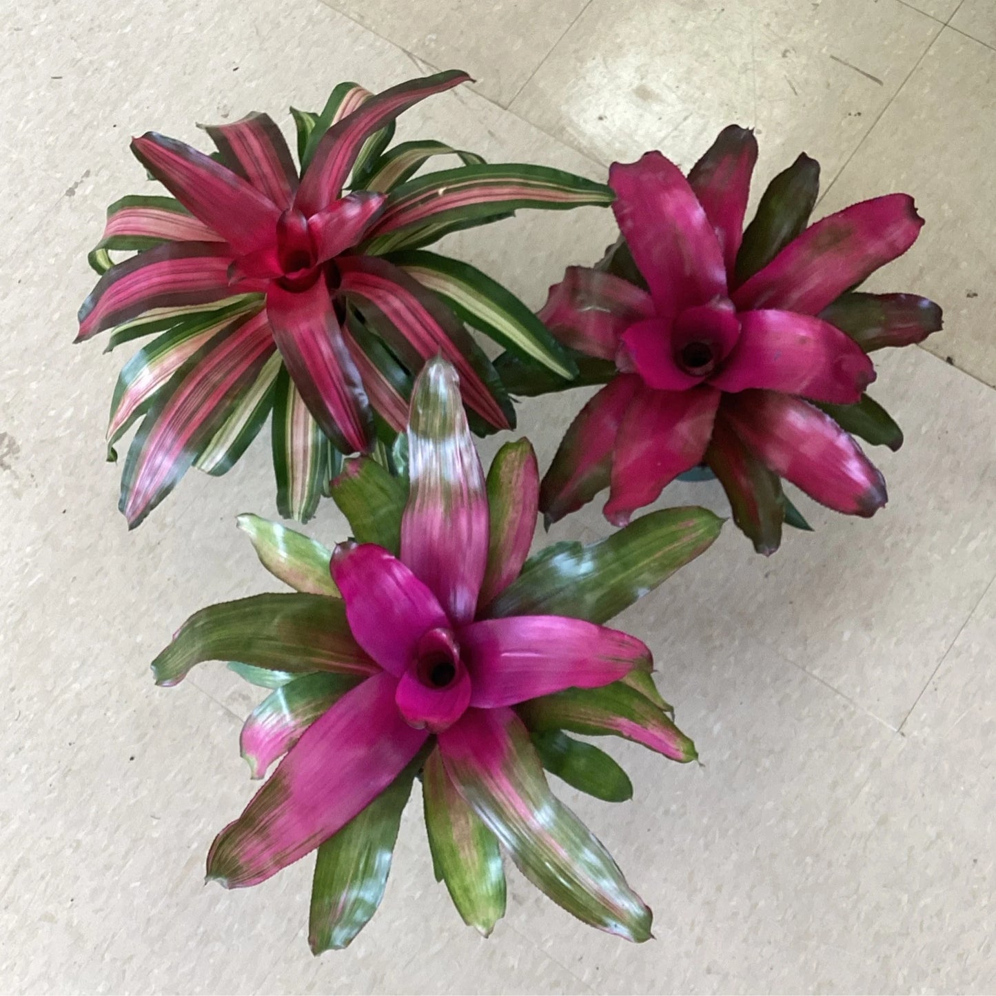 Bromeliad Assorted (Neoregelia spp.)