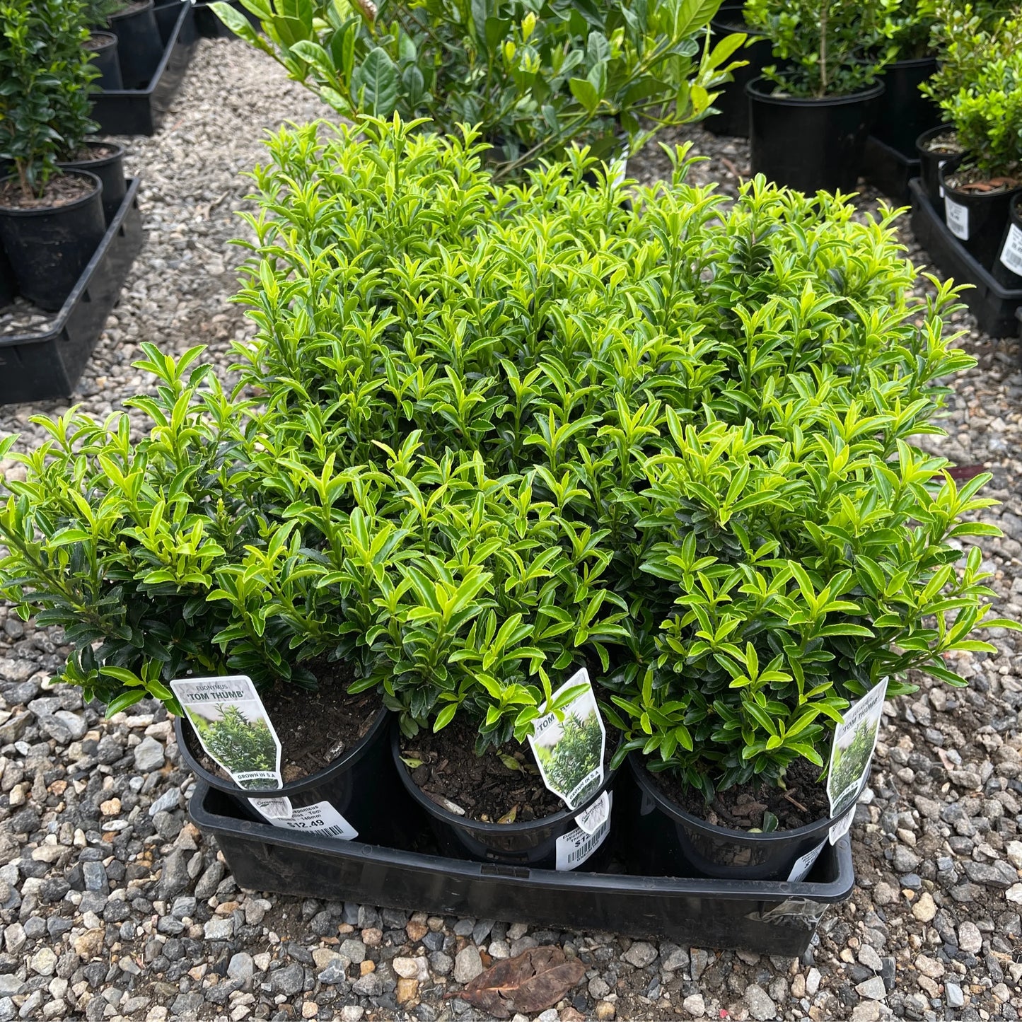 Tom Thumb Spindle microphyllus (Euonymus japonicus)