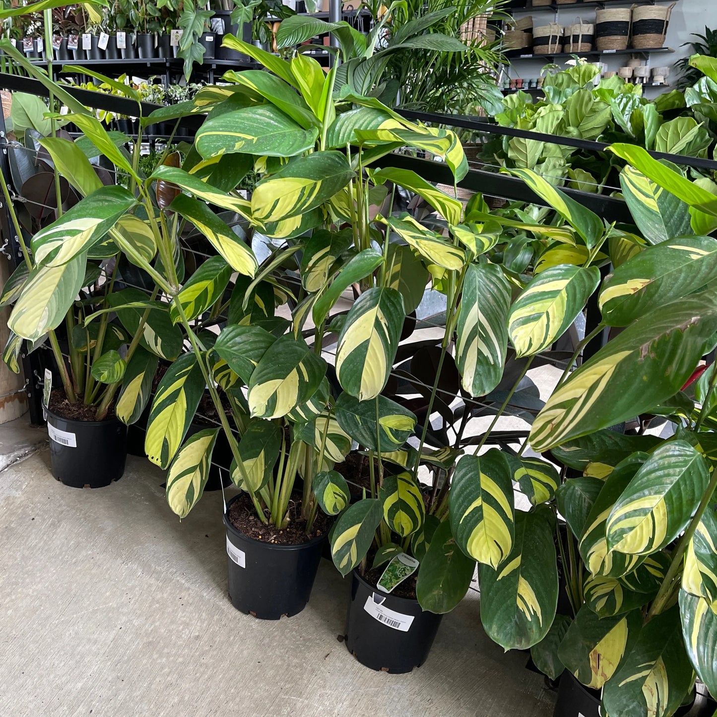 Ctenanthe Golden Mosaic (Ctenanthe pilosa)