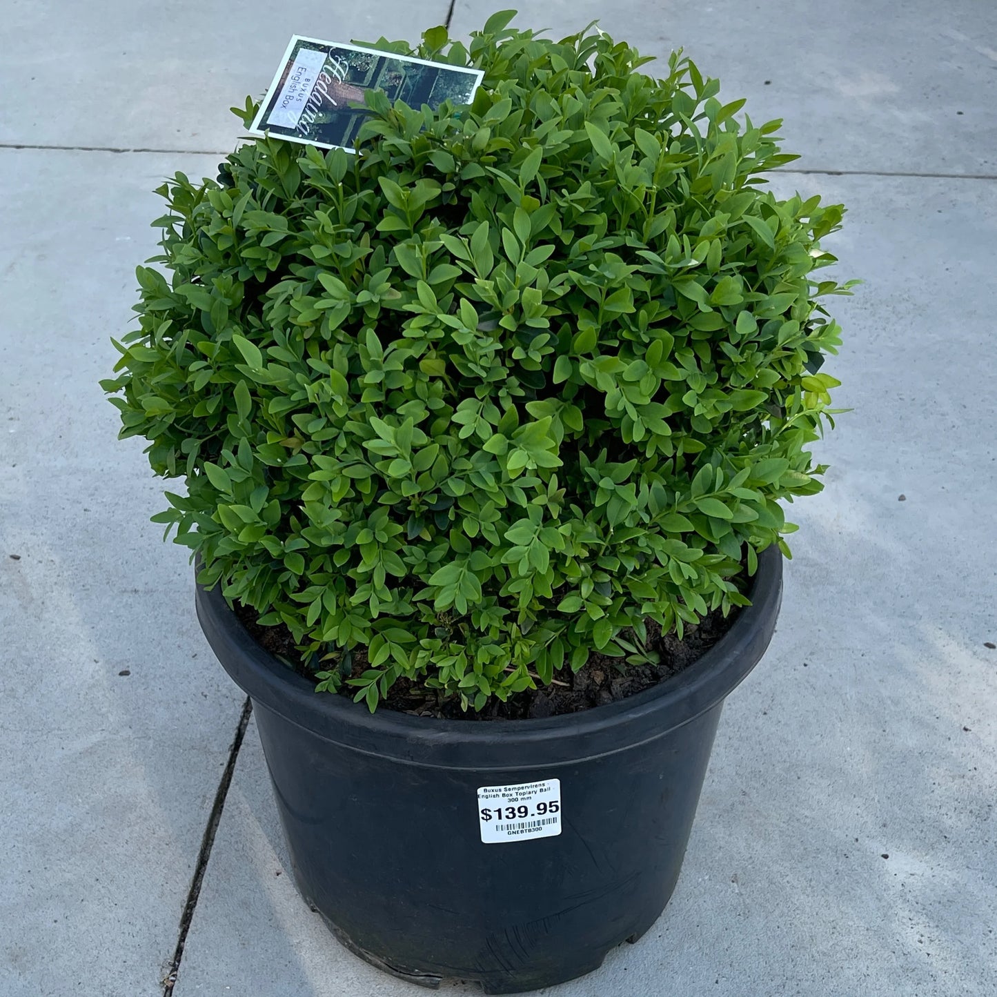 Buxus Balls in 300mm pots