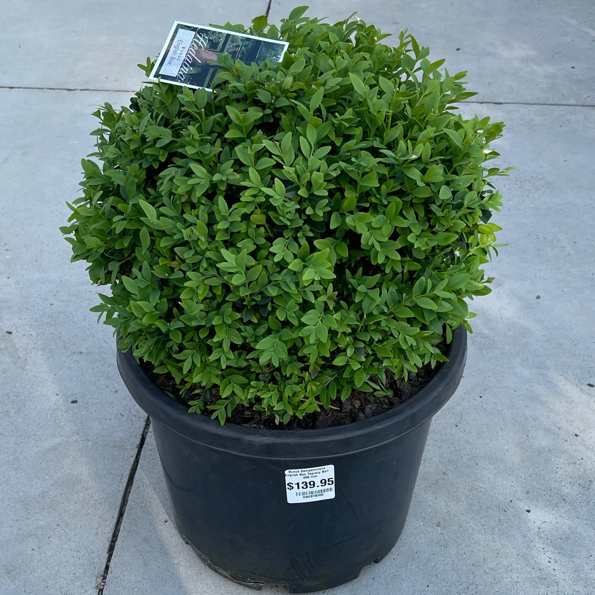 Buxus Balls in 300mm pots