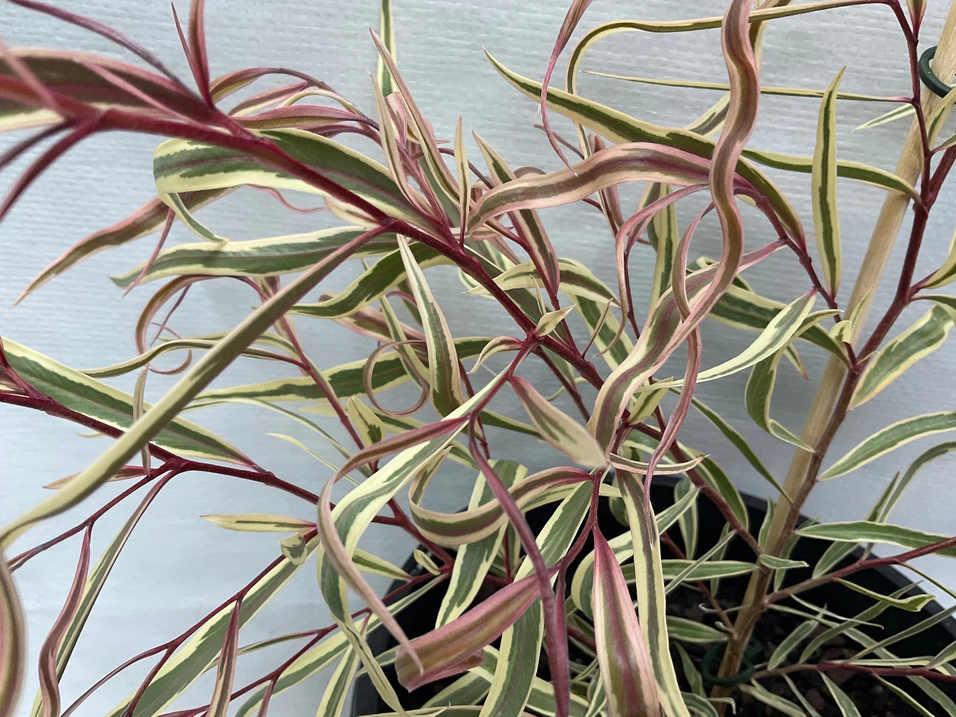 Pink Flamingo Willow Myrtle (Agonis flexuosa)