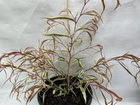 Pink Flamingo Willow Myrtle (Agonis flexuosa)