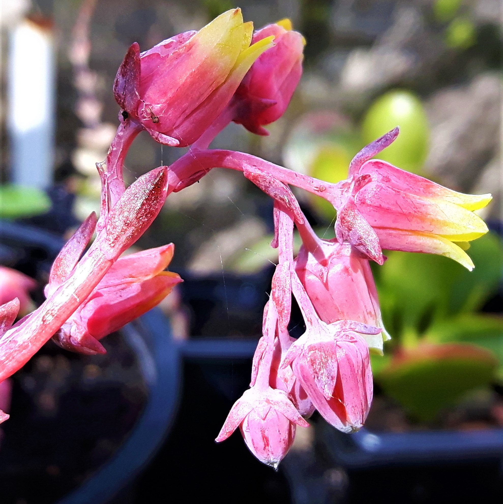 Hens and Chicks (Echeveria glauca) - Ladybird Nursery