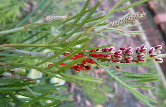 Grevillea Scarlet King Standards