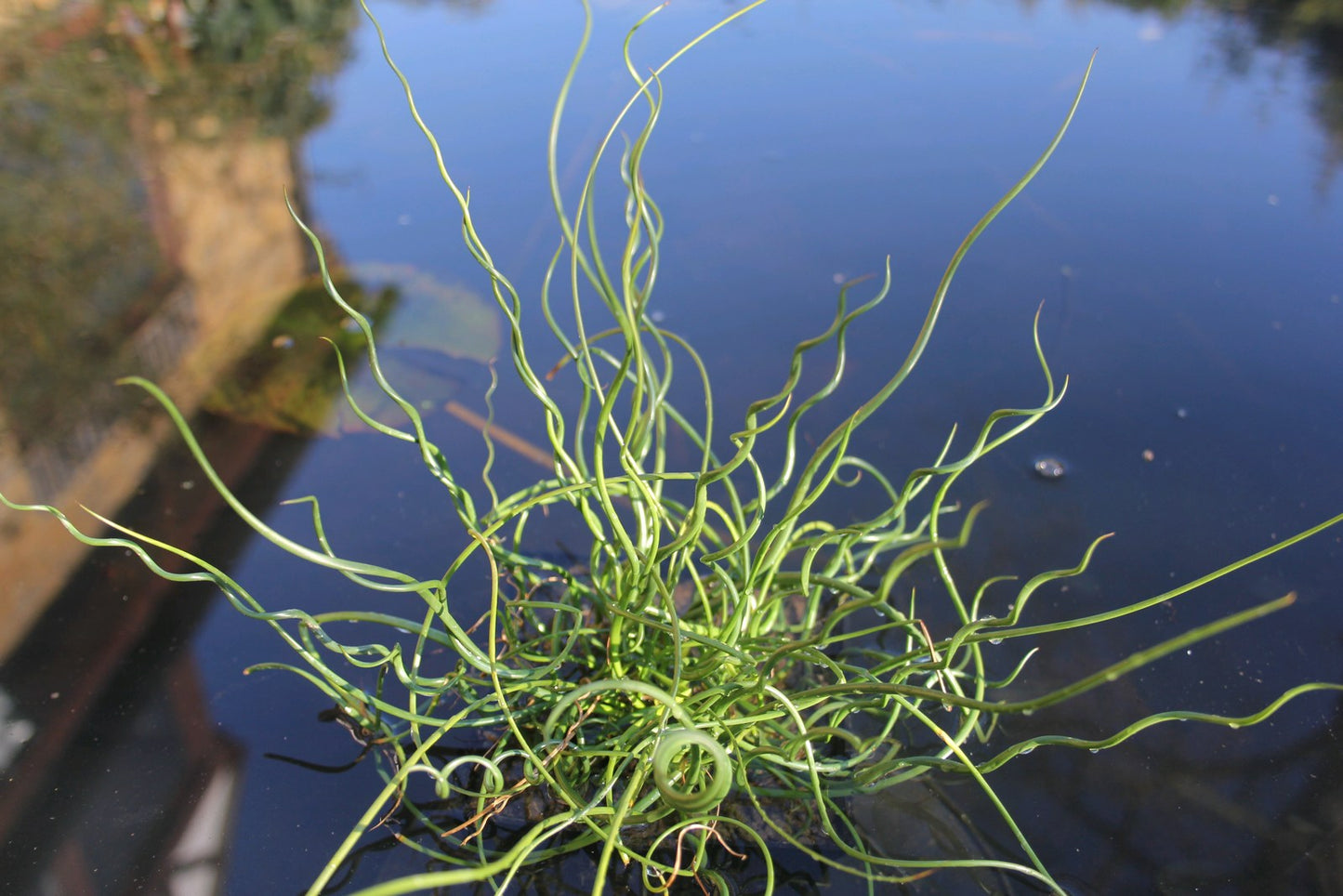 Corkscrew Rush Spiralis (Juncus effusus)