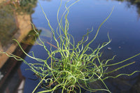 Corkscrew Rush Spiralis (Juncus effusus)