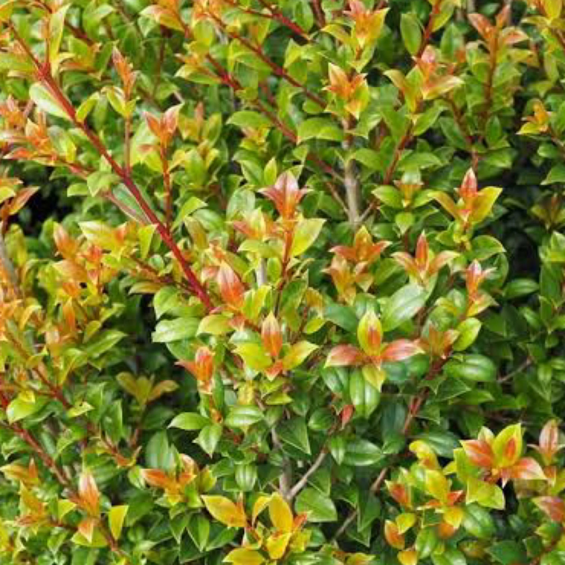 Lilly Pilly Aussie Compact (Syzygium australe)