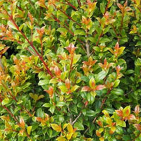 Lilly Pilly Aussie Compact (Syzygium australe)