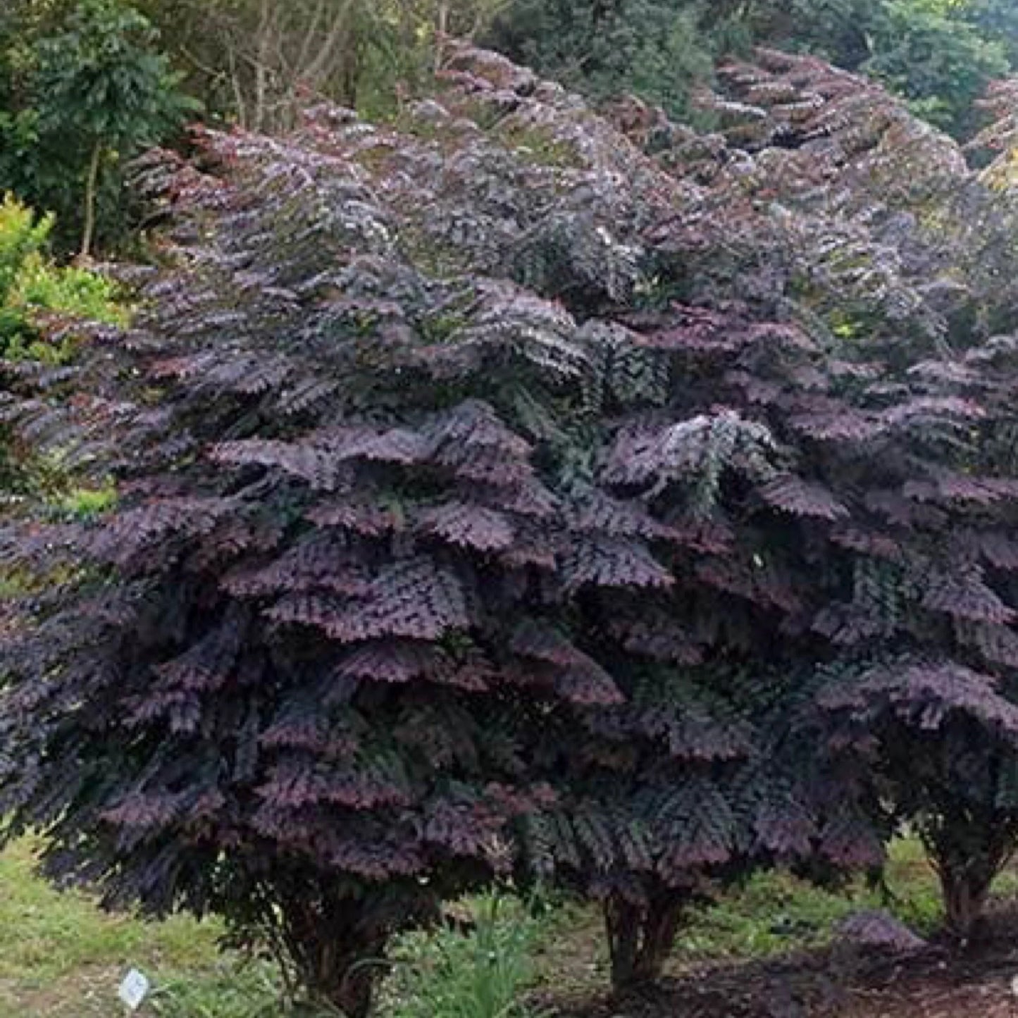 Snowbush Ironstone Range (Breynia sp.)
