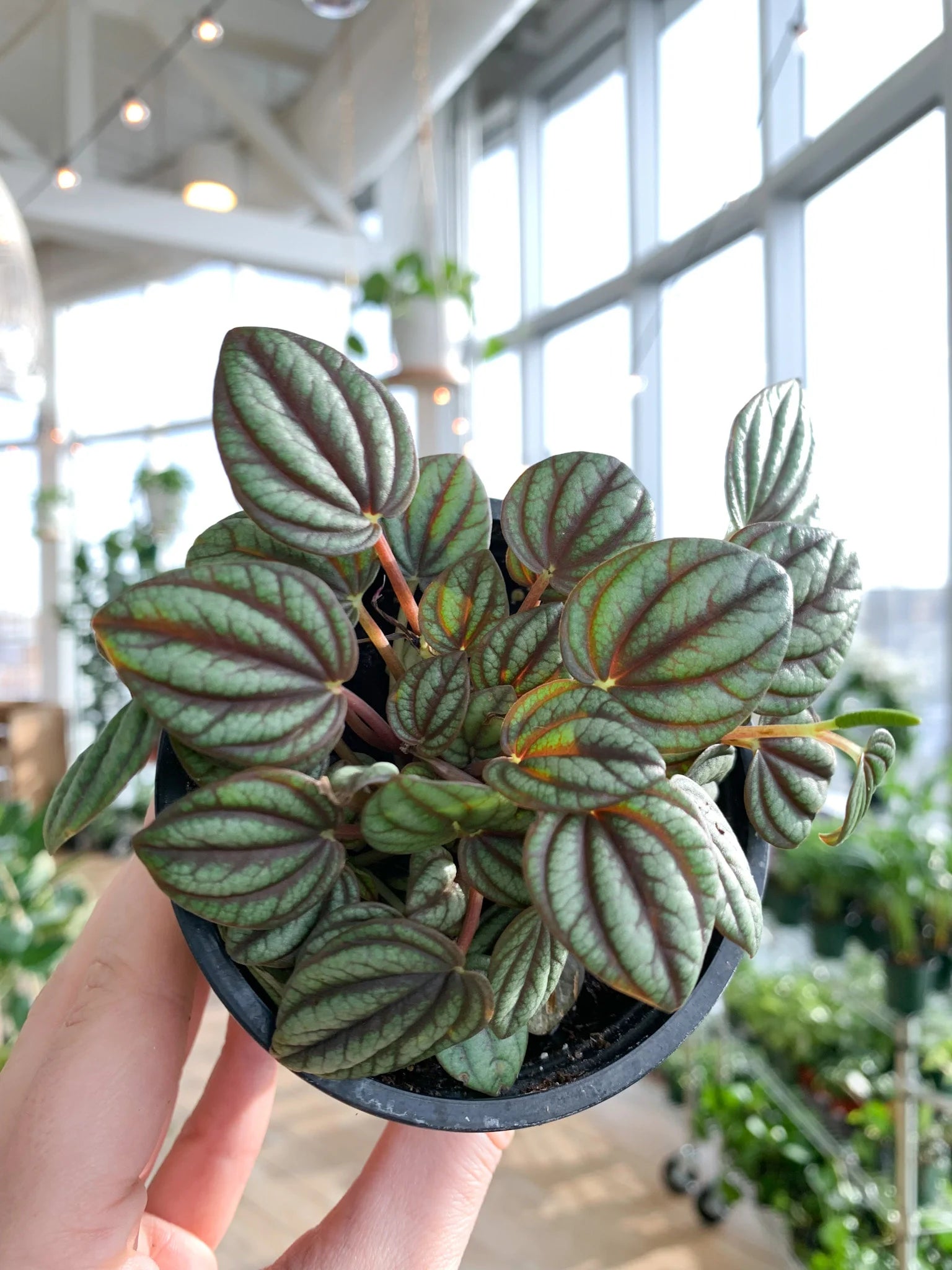 Peperomia Piccolo Banda (Peperomia)