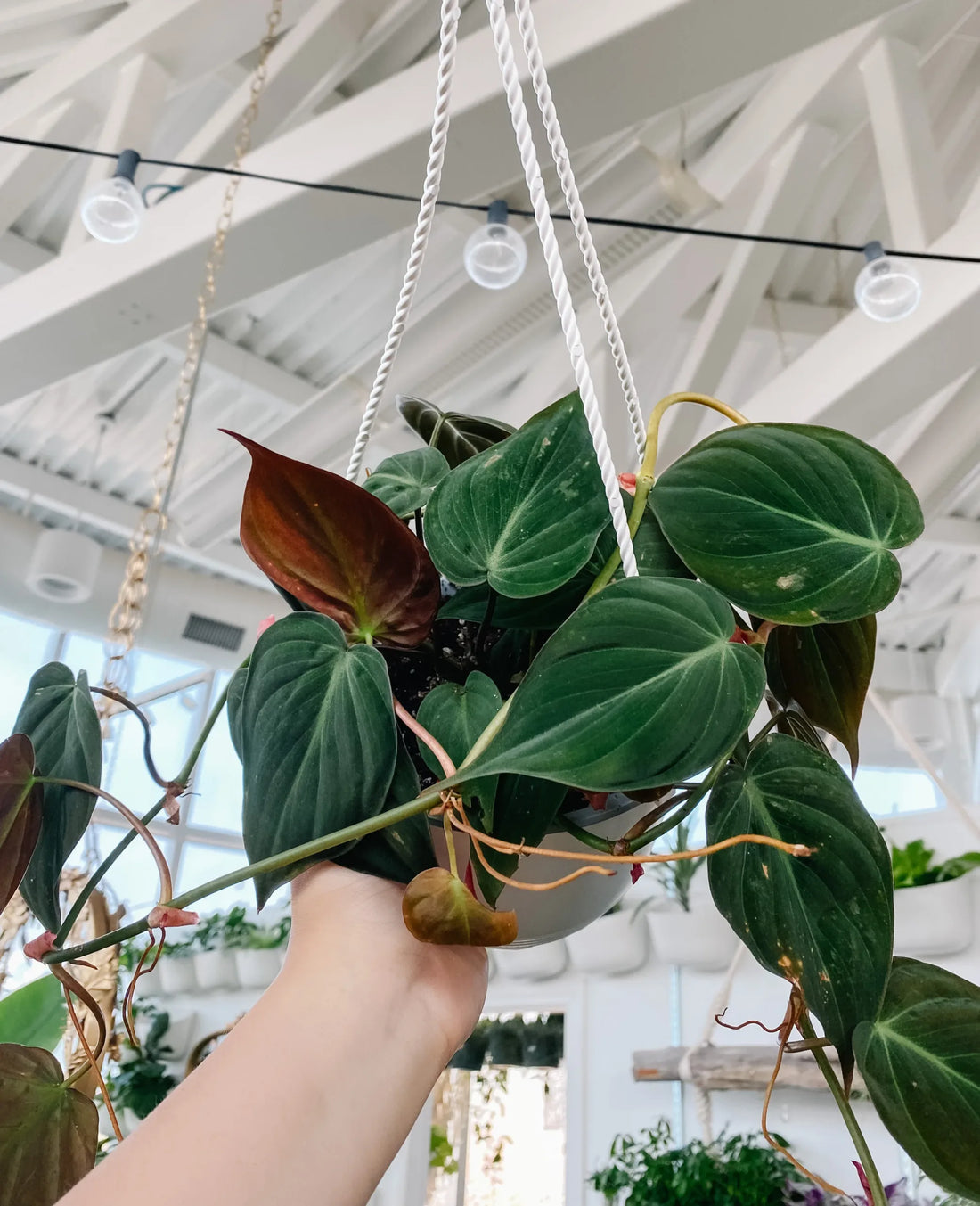 Philodendron (Philodendron micans) - Ladybird Nursery