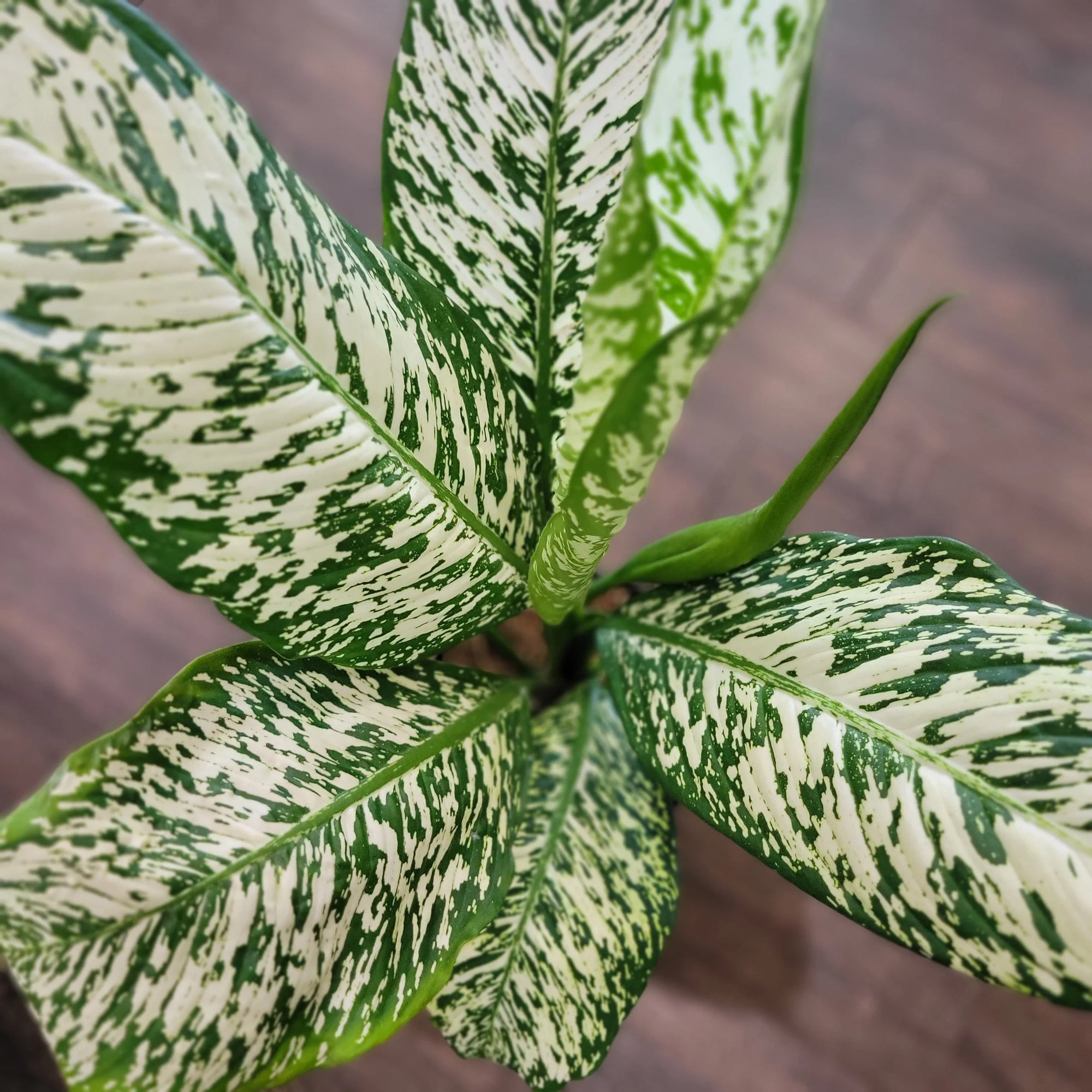 Dieffenbachia 'White Etna' - Ladybird Nursery