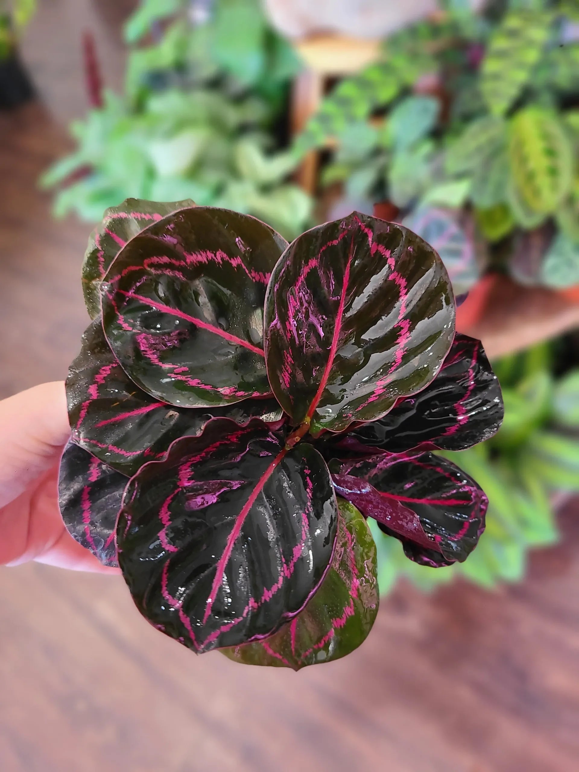 Prayer Plant Dottie (Calathea roseopicta)