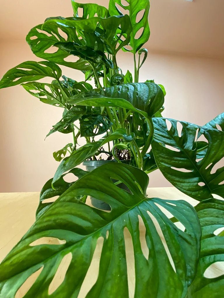 Swiss Cheese Plant Round Leaf Form (Monstera deliciosa) - Ladybird Nursery
