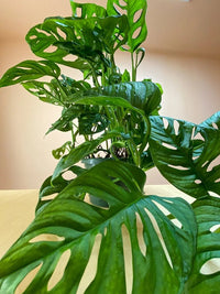 Swiss Cheese Plant Round Leaf Form (Monstera deliciosa) - Ladybird Nursery