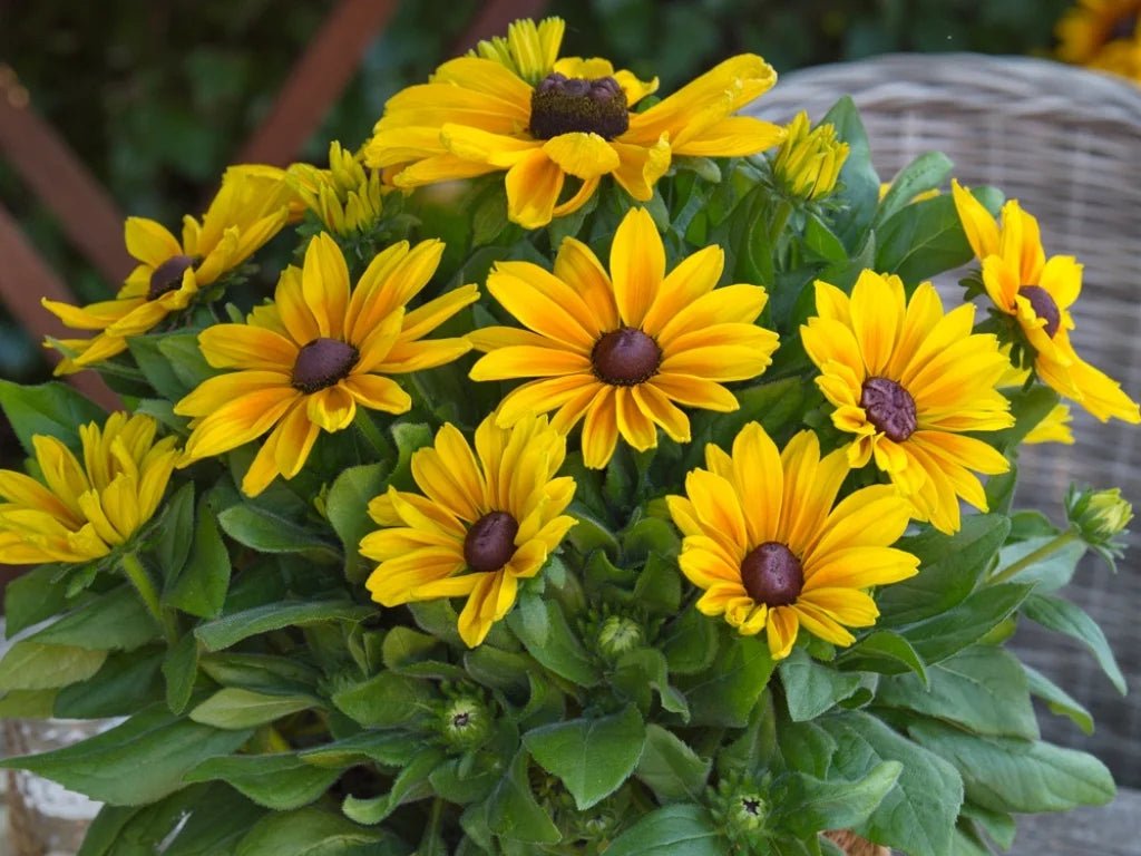 Rudbeckia Sunbeckia Black - eyed Susan Paulina - Ladybird Nursery