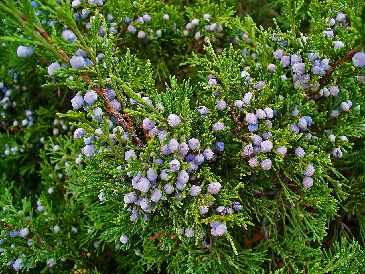 Savin Juniper (Juniperus sabina)