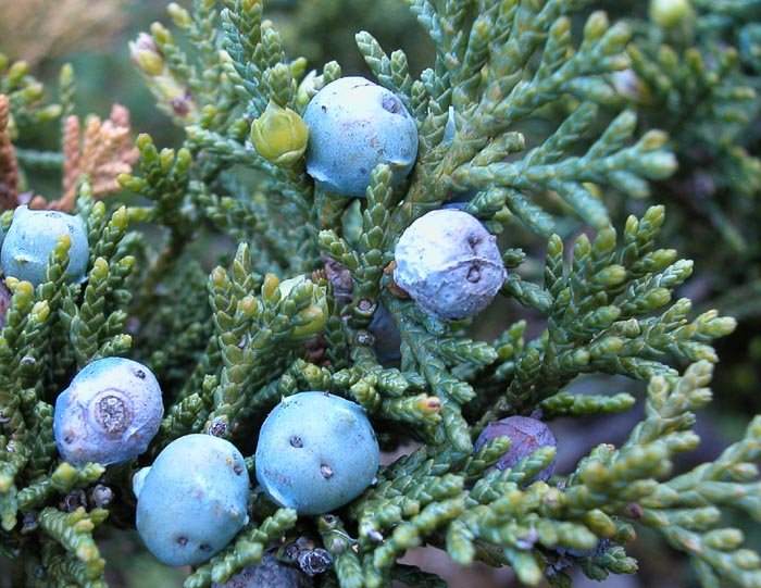 Savin Juniper (Juniperus sabina) - Ladybird Nursery