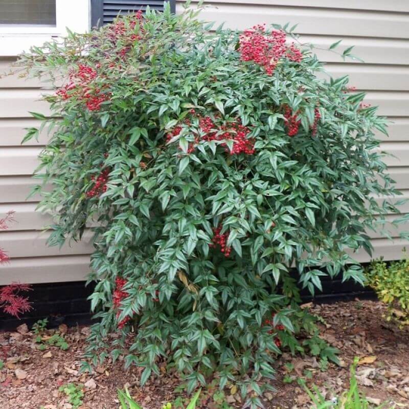 Heavenly Bamboo (Nandina domestica) - Ladybird Nursery