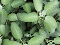 Sage (Pickup Only) - Ladybird Nursery