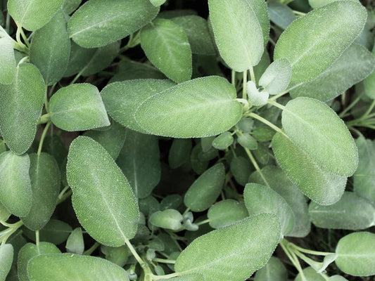 Sage (Pickup Only) - Ladybird Nursery