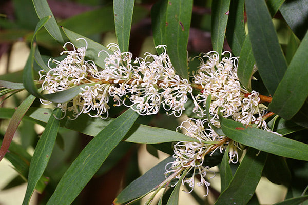 Willow-leaved Hakea (Hakea salicifolia)