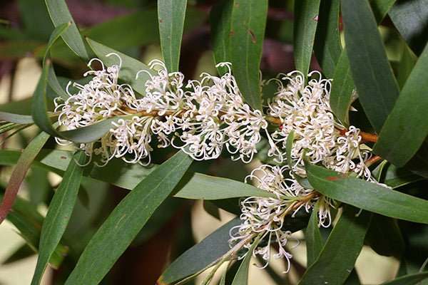 Willow - leaved Hakea (Hakea salicifolia) - Ladybird Nursery