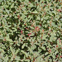 Australian Saltbush (Atriplex semibaccata)