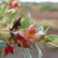 Australian Saltbush (Atriplex semibaccata)