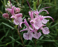 Rosemary Pink (Rosmarinus officinalis)