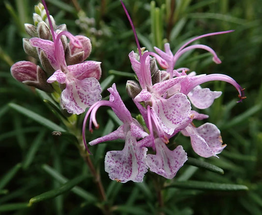 Rosemary Pink (Rosmarinus officinalis)