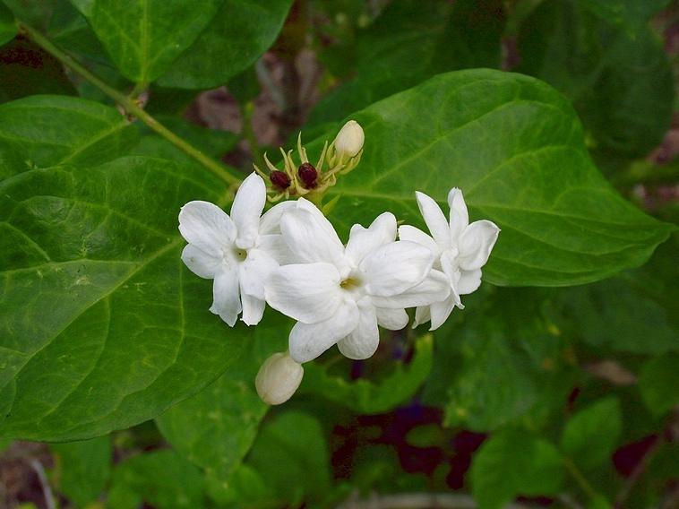 Jasmine 'Arabian' (Jasminum sambac) - Ladybird Nursery