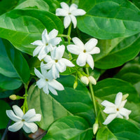 Jasmine 'Arabian' (Jasminum sambac) - Ladybird Nursery
