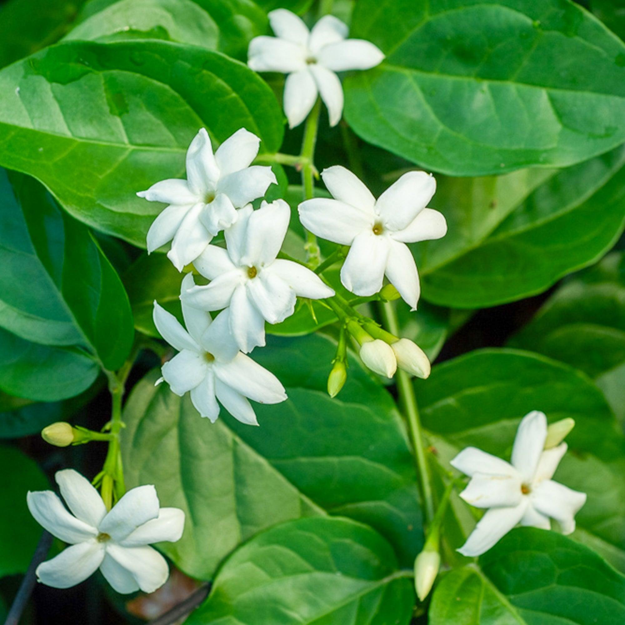 Jasmine 'Arabian' (Jasminum sambac) - Ladybird Nursery