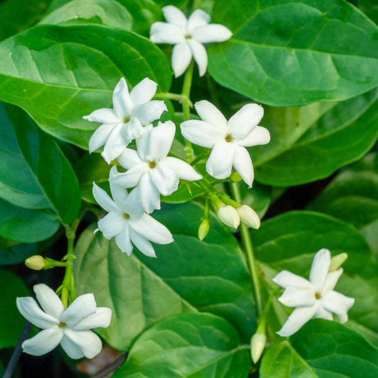 Jasmine 'Arabian' (Jasminum sambac) - Ladybird Nursery