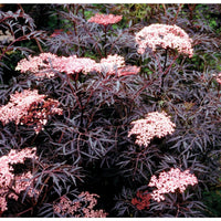 Elderberry Black Lace (Sambucus nigra) - Ladybird Nursery