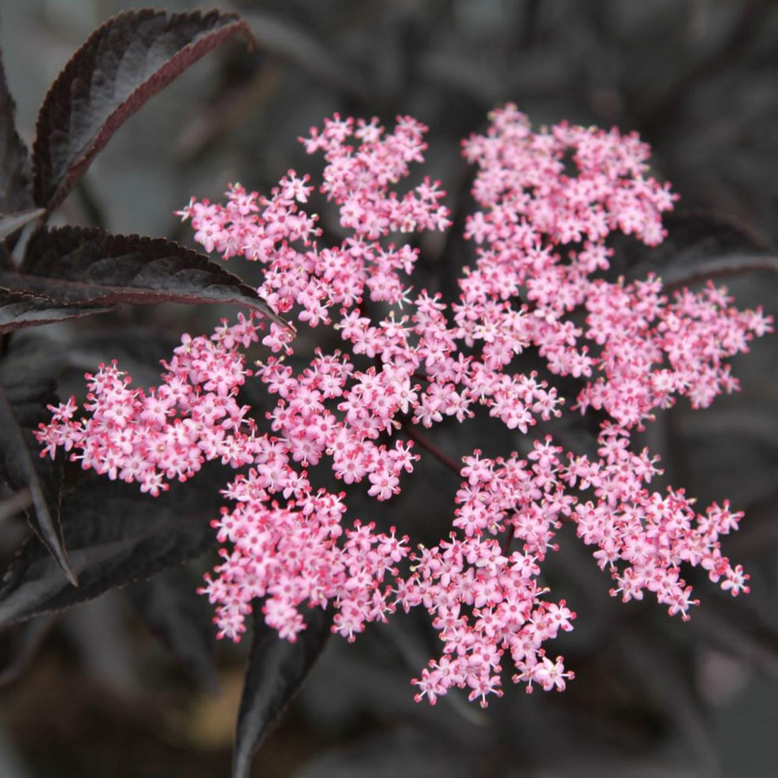 Elderberry Black Beauty (Sambucus nigra) - Ladybird Nursery