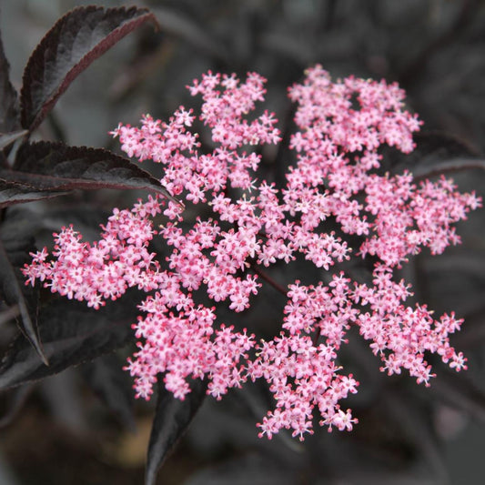 Elderberry Black Beauty (Sambucus nigra)
